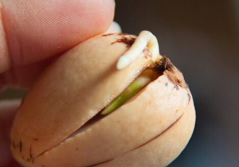 Zoom on an avocado pit during its germination process with a growing root, by Botanopia