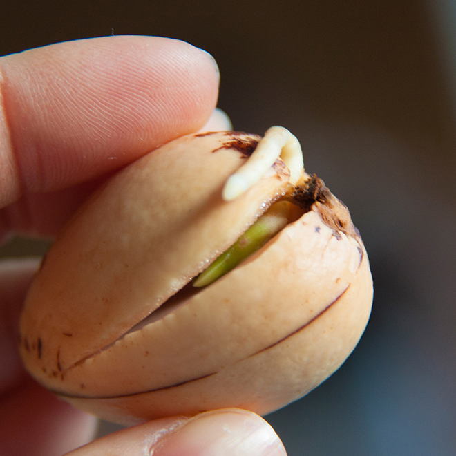 Close up op een avocado pit tijdens het ontkiem proces met een groeiende wortel door Botanopia.