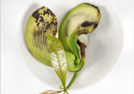 Ein gekeimter Mangosamen, der im Wasser wächst