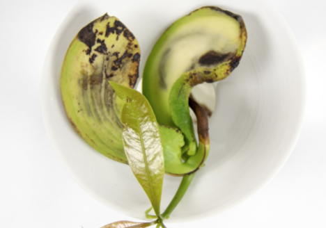 A germinated mango seed growing in water