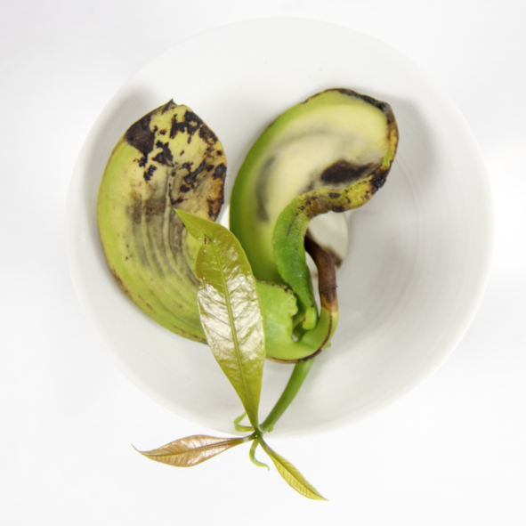 A germinated mango seed growing in water