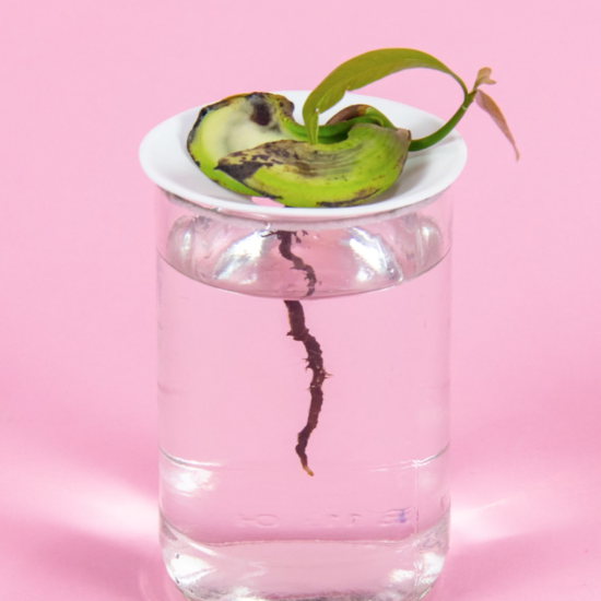 Germinating the seed inside a mango pit