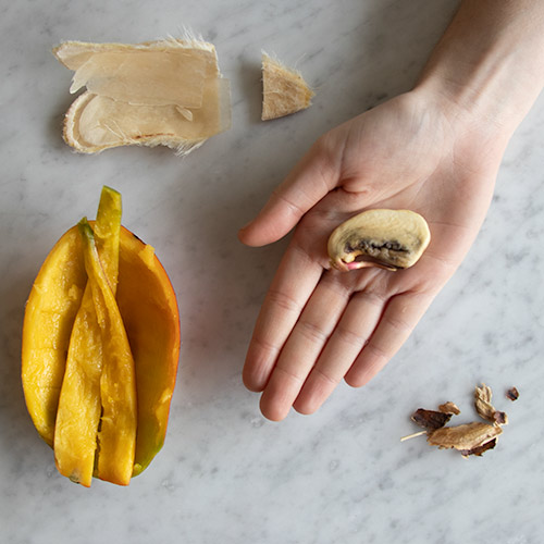 The seed inside a mango pit - botanopia