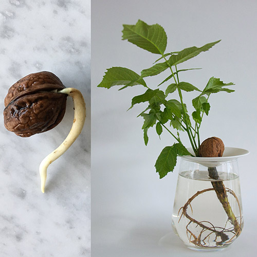 Wachstum einer Walnuss in Bearbeitung von Botanopia