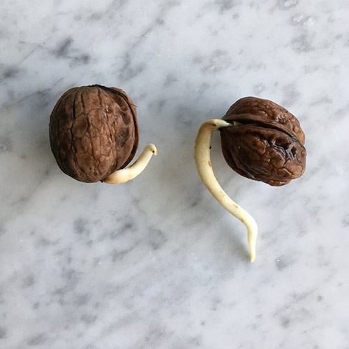 Walnut in the shell with the first root growing out Walnut in the shell with the first root growing out