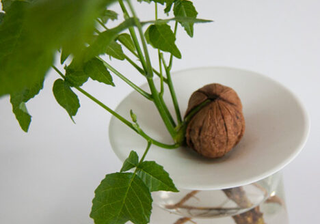 gekeimte Walnuss, die auf einer Keimplatte von Botanopia wächst