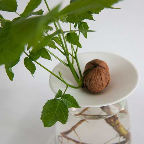 sprouted walnut growing on a germination plate by Botanopia sprouted walnut growing on a germination plate by Botanopia