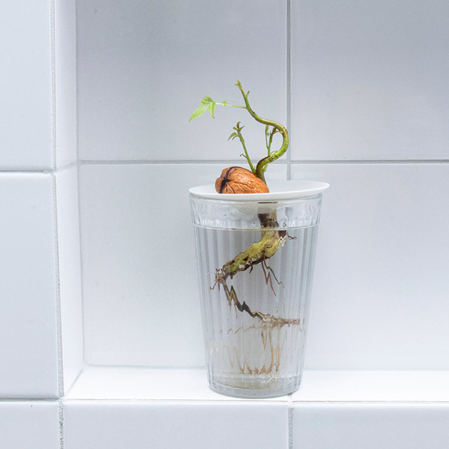 A germinated walnut growing in water on a germination plate