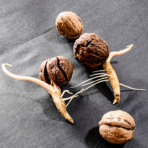 sprouted walnuts with a tap root and a young shoot by Botanopia sprouted walnuts with a tap root and a young shoot by Botanopia
