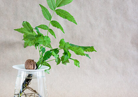 Hoe je een walnoot kan laten groeien met wortels en bladeren in het water.