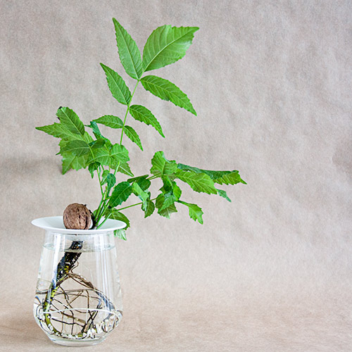 How to grow a walnut with roots and leaves, growing in water