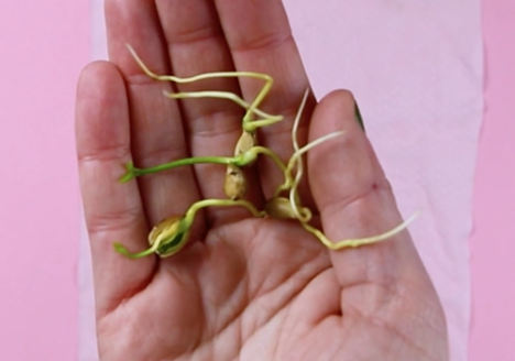 How to germinate lemon pips and citrus seeds by Botanopia