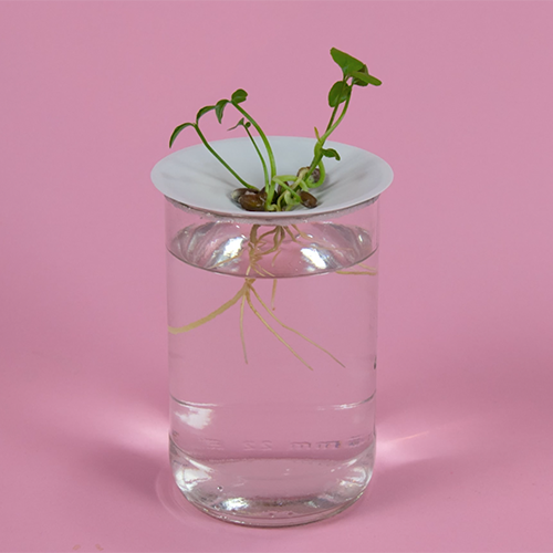 Germinate your lemon pips and citrus seeds into plants and grow them into plants Germinate your lemon pips and citrus seeds into plants and grow them into plants