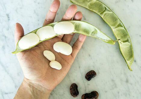 Botanopia wie man Bohnen in Wasser keimen lässt