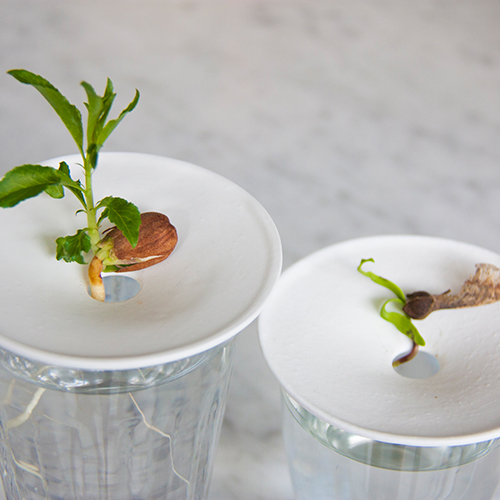 Botanopia how to grow almonds in water-2 Botanopia how to grow almonds in water