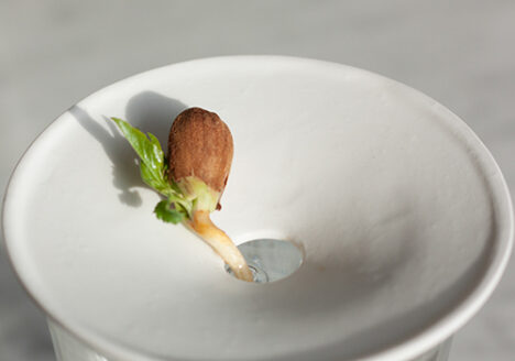 Botanopia wie man Mandeln in Wasser keimen lässt