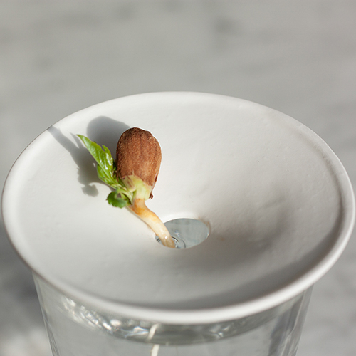 Botanopia : comment faire germer des amandes dans l'eau ? Botanopia : comment faire germer des amandes dans l'eau ?