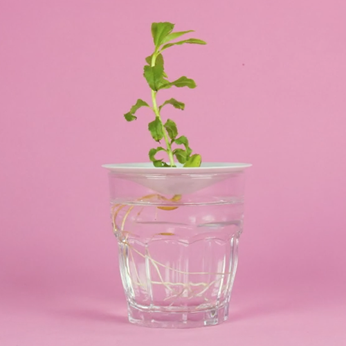 Botanopia how to grow almonds in water5 Botanopia how to grow almonds into plants