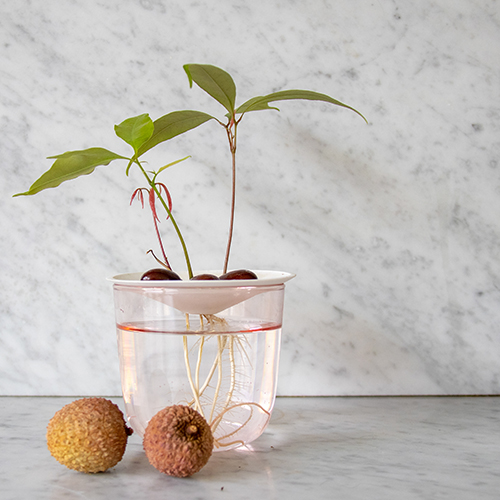 Botanopia how to grow lychee pits in water