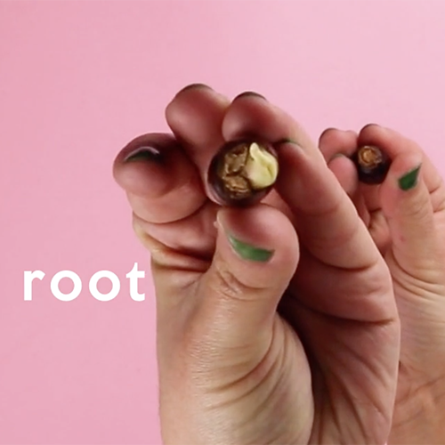 Botanopia how to grow lychee pits in water5 Botanopia how to grow lychee pits in water