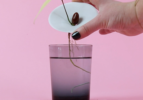 Botanopia wie man Litschi Kerne in Wasser anbaut6