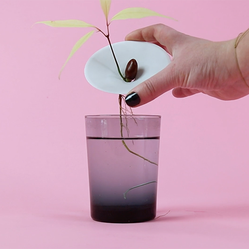 Botanopia how to grow lychee pits in water6 Botanopia how to grow lychee pits in water
