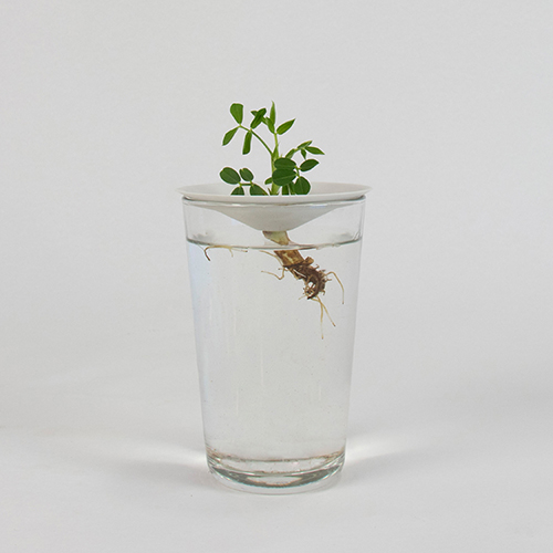 Botanopia how to grow peanuts in water