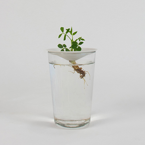 Botanopia how to grow peanuts in water-2 Botanopia how to grow peanuts in water