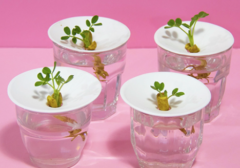 Botanopia wie man Erdnüsse im Wasser anbaut