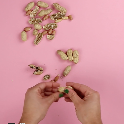 Botanopia how to grow peanuts in water6 Botanopia how to grow peanuts in water