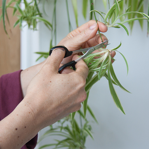 Botanopia how to propagate plant cuttings in water-2 Botanopia how to propagate plant cuttings in water