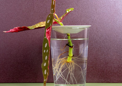 Botanopia comment propager des boutures de plantes dans l'eau