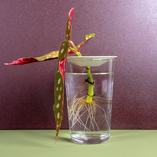 Botanopia wie man Pflanzenstecklinge in Wasser vermehrt