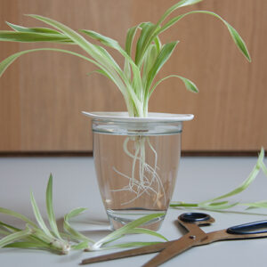 cutting in water, process of propagating a plant with the germination plate