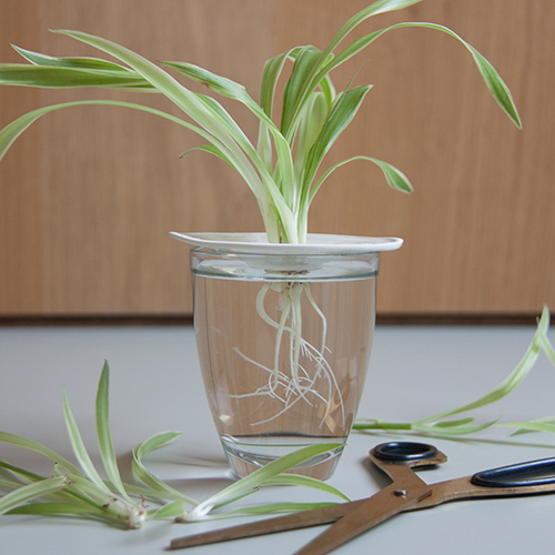 Botanopia how to propagate plant cuttings in water Botanopia how to propagate plant cuttings in water
