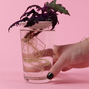 propagation of a cutting roots in water on a germination plate