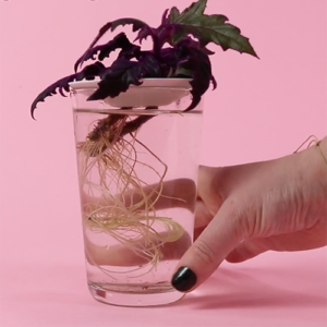 bouture dans l'eau, racines apparentes, tenu par la coupelle de propagation de chez Botanopia