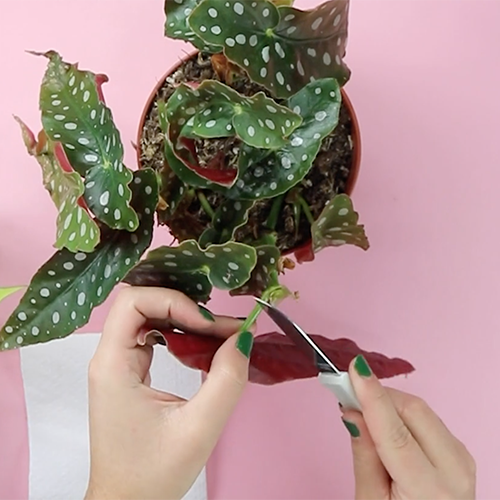 how to grow a plant cutting in water how to propagate plant cuttings in water