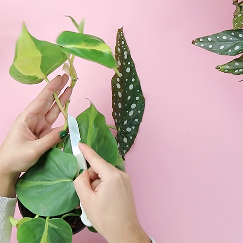 how to do a plant cuttings with scissors