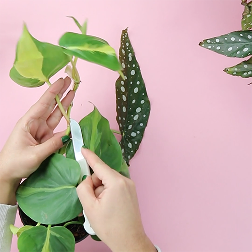 how to propagate a cutting in water how to do a plant cuttings with scissors