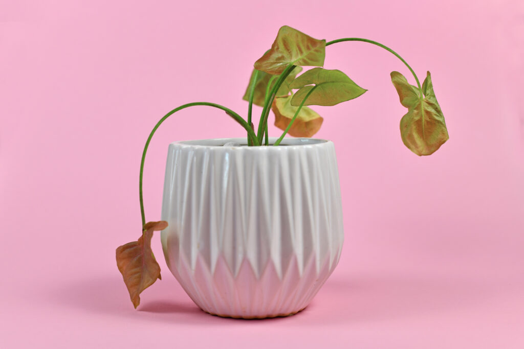 Dead plant