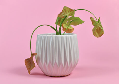 Plante morte