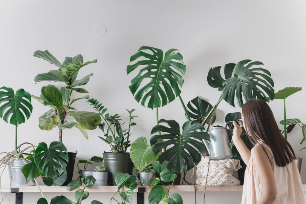 Planten verzameld in dezelfde ruimte om gemakkelijker water te kunnen geven