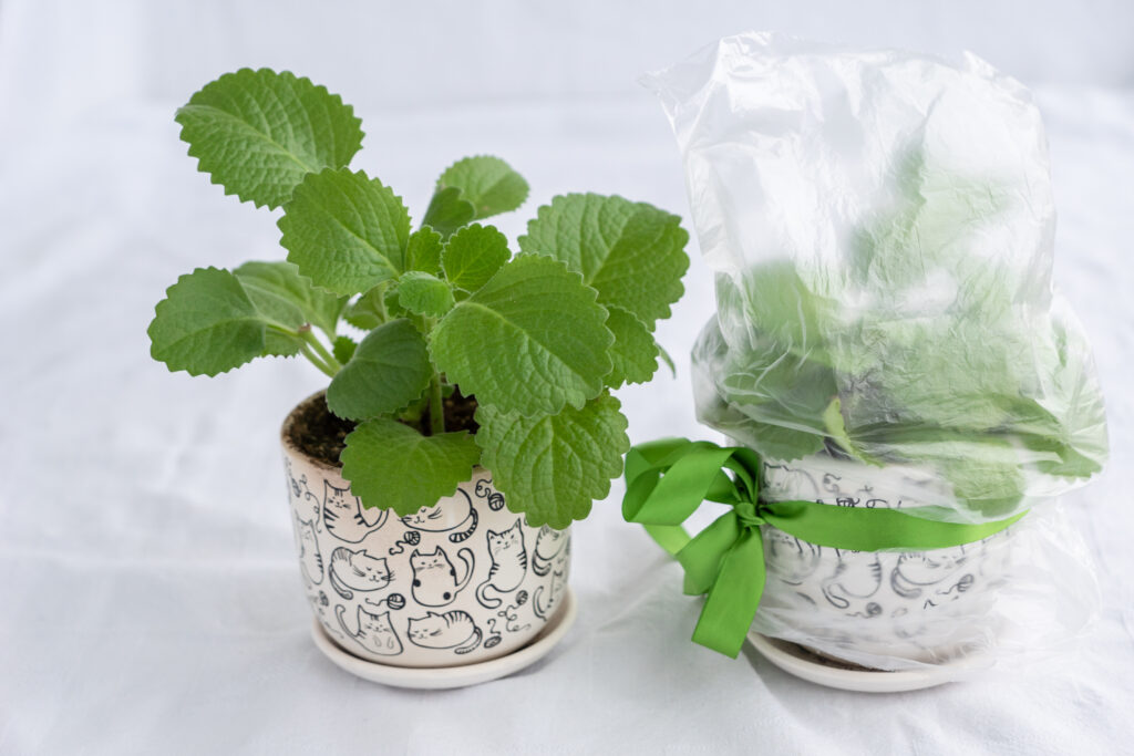 Mini-greenhouse with plastic bags