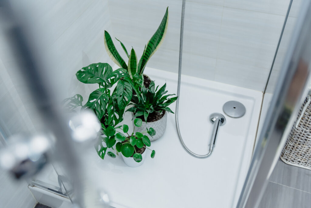 Plantes rassemblées dans une douche