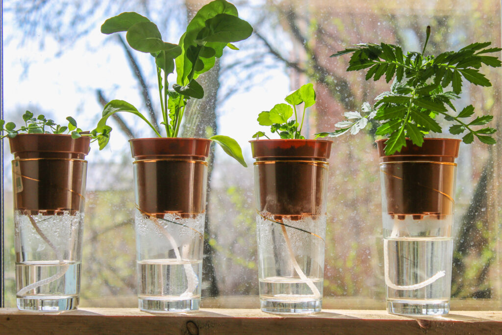 Self watering system for plants with a rope