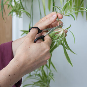 Trim plants with scissor to propagate in water