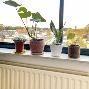 Planten op vensterbank boven radiatoren