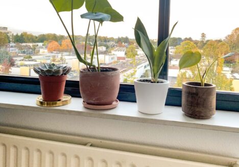 Plants on radiator