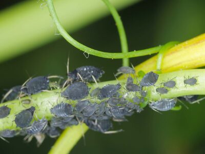 Bladluis op plantenstengel